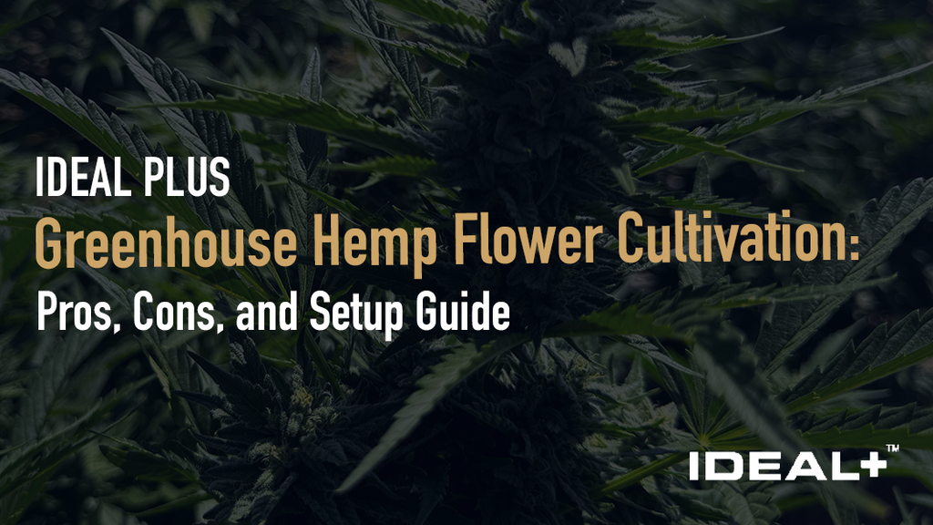 Greenhouse hemp cultivation explained: real pros and cons, a full THCA flower greenhouse setup guide, and the best strains for greenhouse growing.