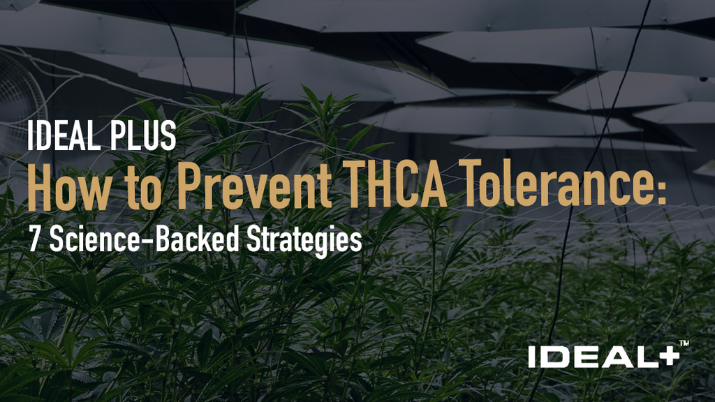 How to Prevent THCA Tolerance