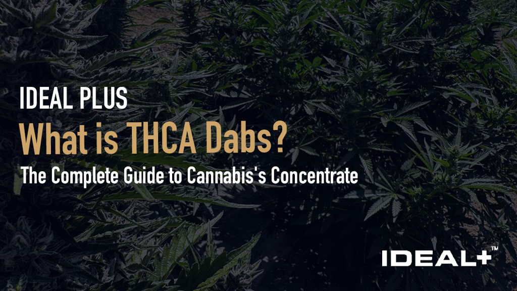 What is THCA Dabs? 