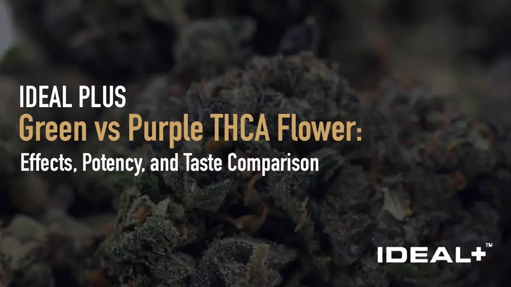 Green vs Purple THCA Flower