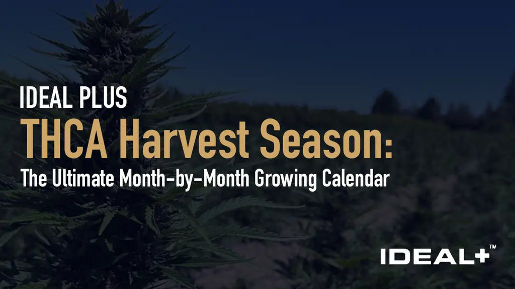 THCA Harvest Season