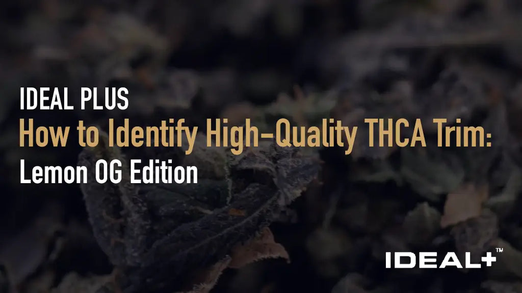 How to Identify High-Quality THCA Trim
