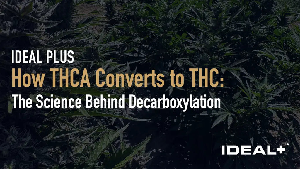How THCA Converts to THC