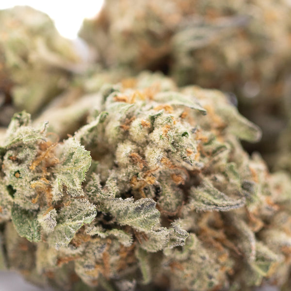 Astroboy THCa Hemp Flower Greenhouse Wholesale