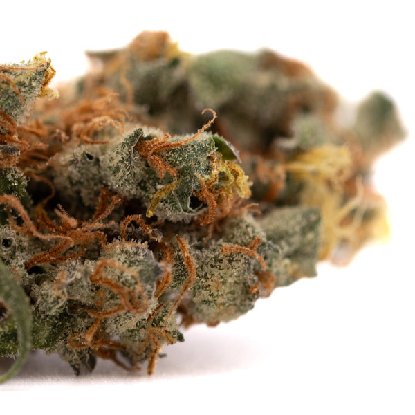 Premium indoor cannabis bud showcasing GMO Kush Indoor THCa Flower, an indoor THCa flower