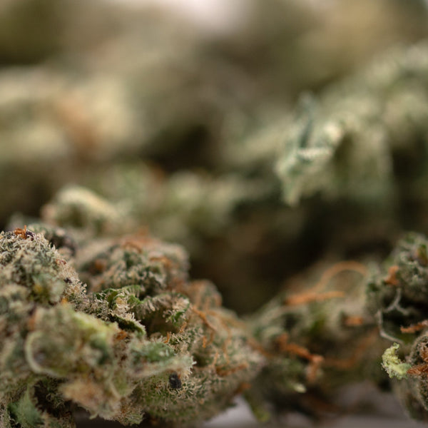 Close-up of Guava Z THCa flower smalls showing vibrant hemp flower buds