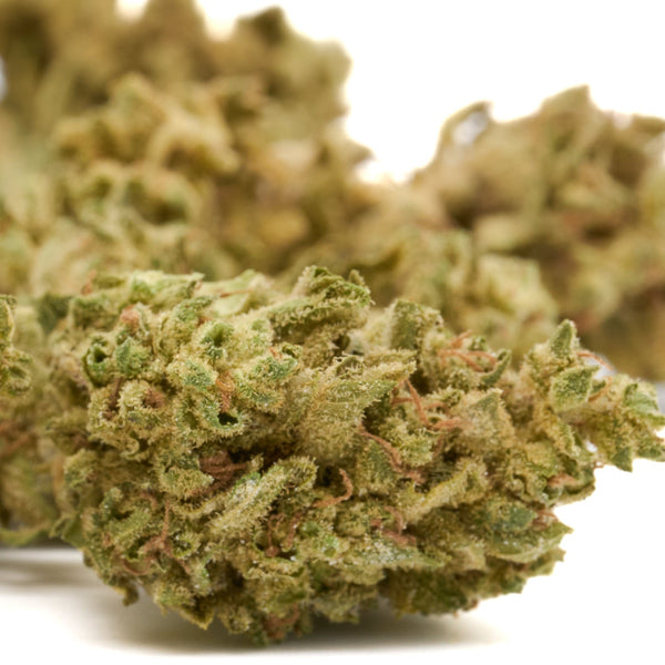 Dried Lucky Charms THCa Flower Full-Term Wholesale hemp flower with orange hairs and frosty trichomes