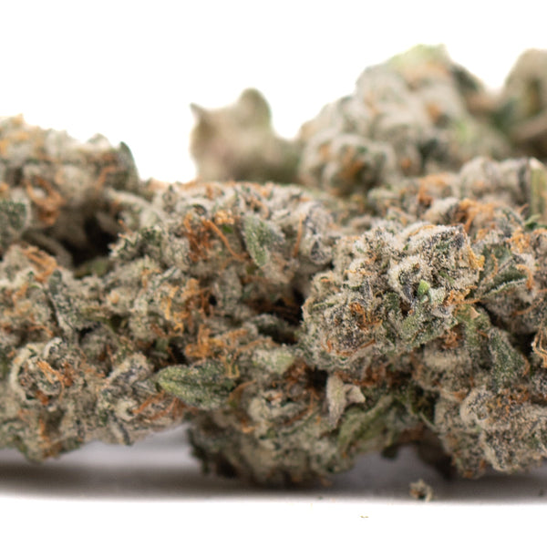 Premium Platinum Cookies THCa Flower bud with dense trichomes