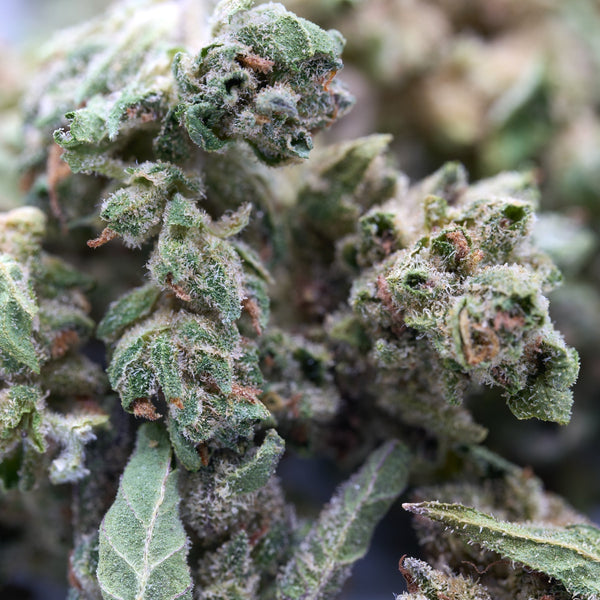 Pound Town THCa Hemp Flower Smalls in Small THCa buds