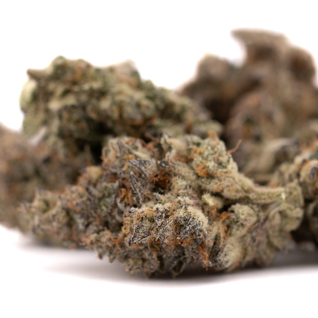 Dense White Runtz THCa Flower buds with orange hairs for wholesale cannabis supply